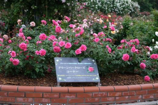 綠色公園 春天的玫瑰花展-9