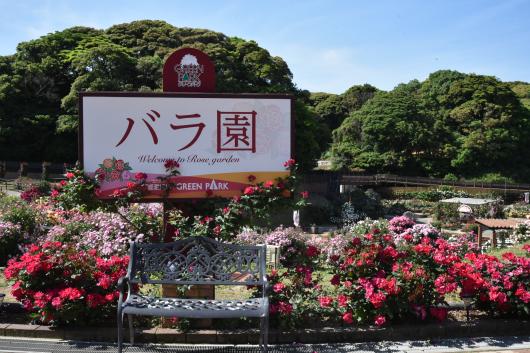 綠色公園 春天的玫瑰花展-8