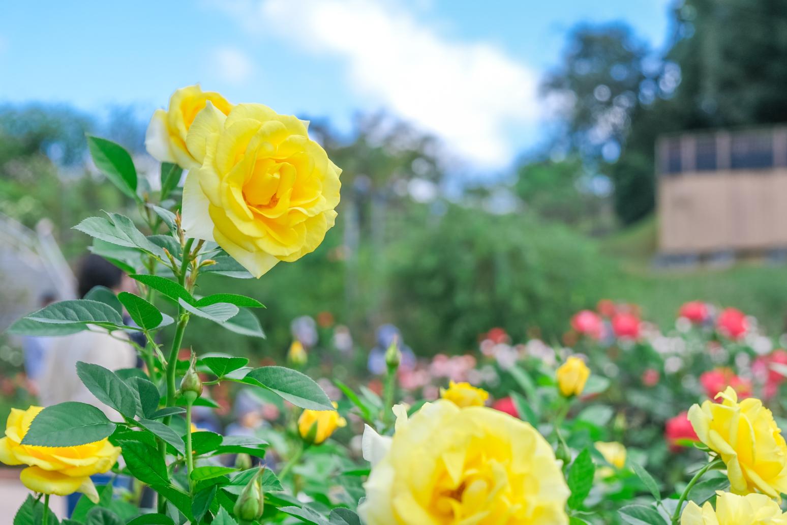 綠色公園 春天的玫瑰花展-5