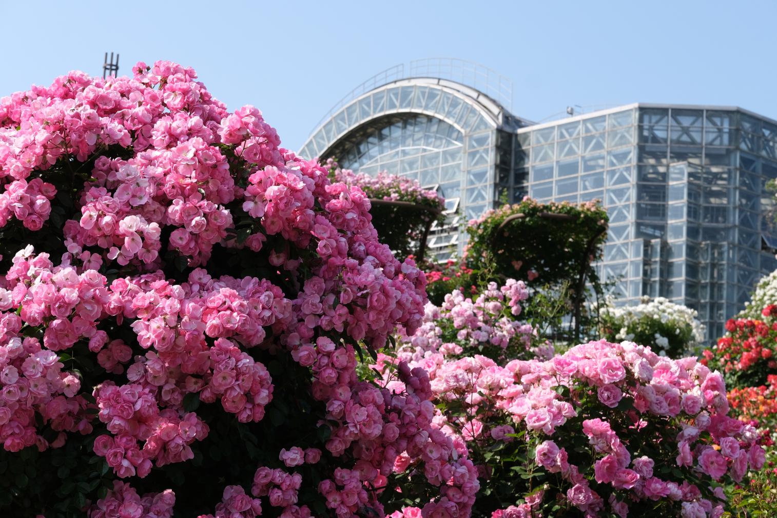 綠色公園 春天的玫瑰花展-3