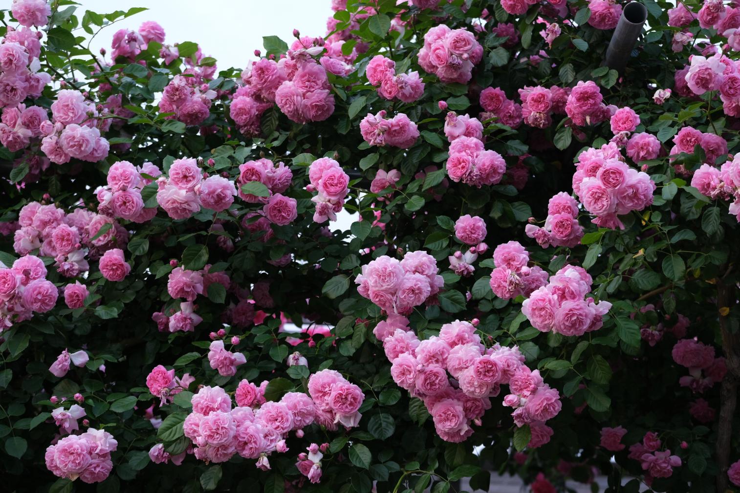 綠色公園 春天的玫瑰花展-6