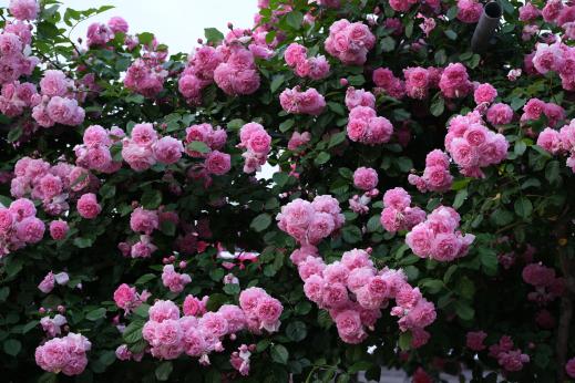 綠色公園 春天的玫瑰花展-6