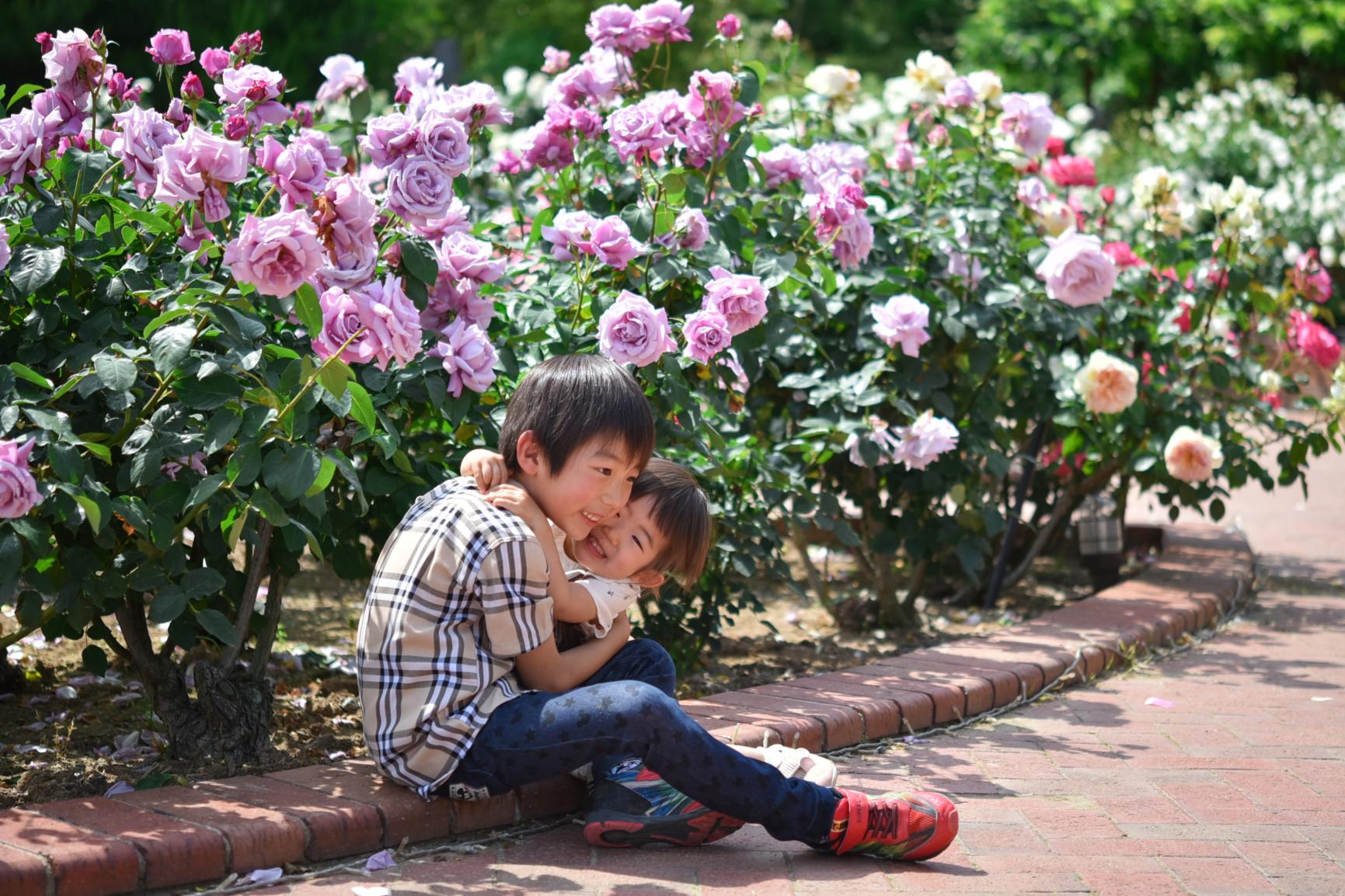 綠色公園 春天的玫瑰花展-4