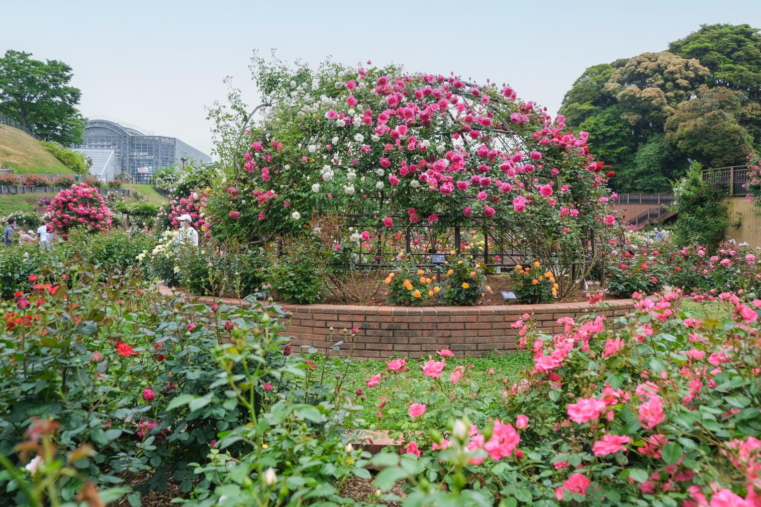 綠色公園 春天的玫瑰花展-2