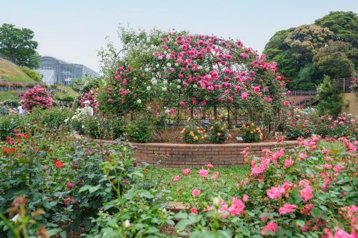 綠色公園 春天的玫瑰花展-2