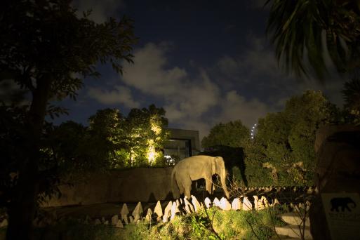 【到津の森公園】Itozu Yoru Zoo ～夜の動物園～-1