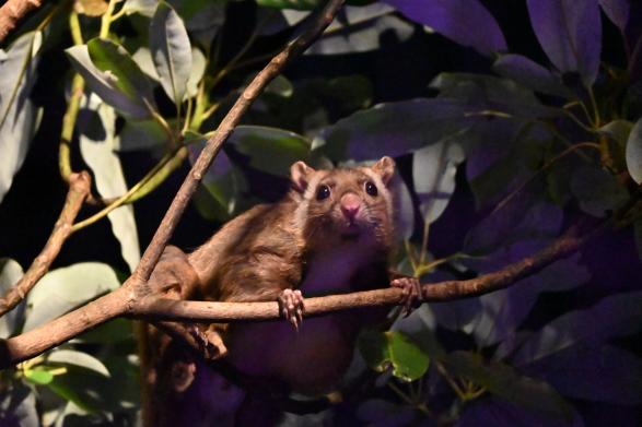 【到津の森公園】ITOZU YORU ZOO ～夜の動物園～-0