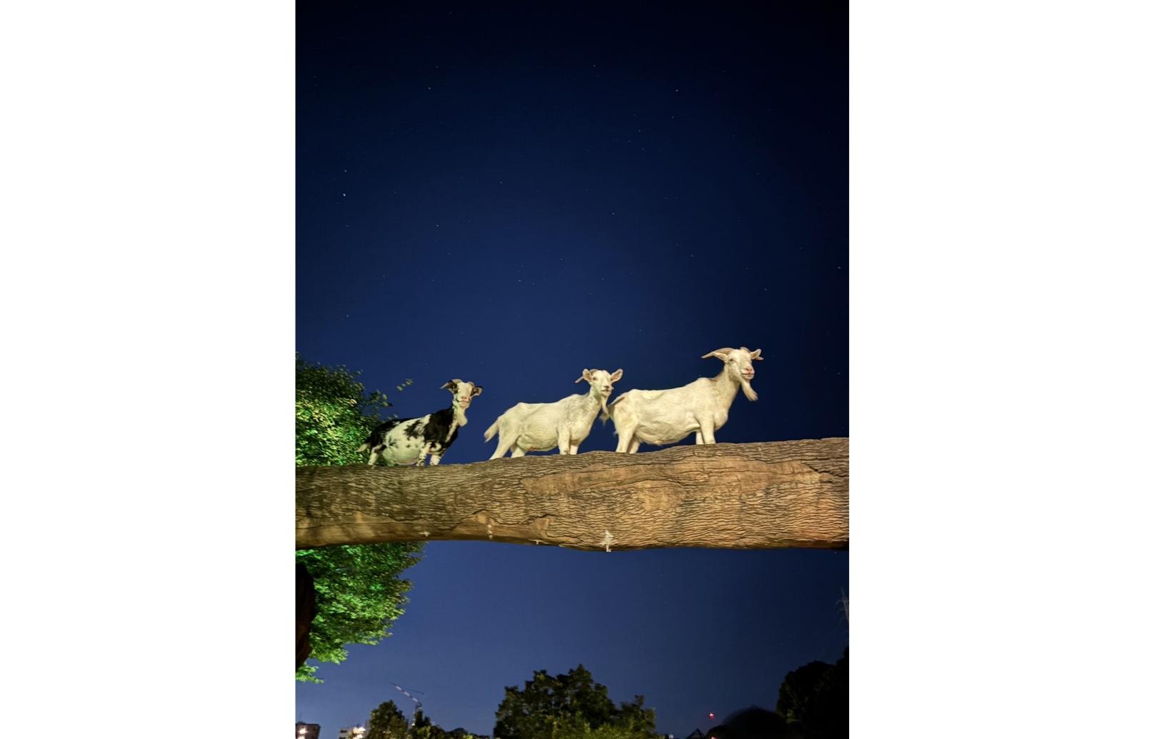 【到津の森公園】ITOZU YORU ZOO ～夜の動物園～-1