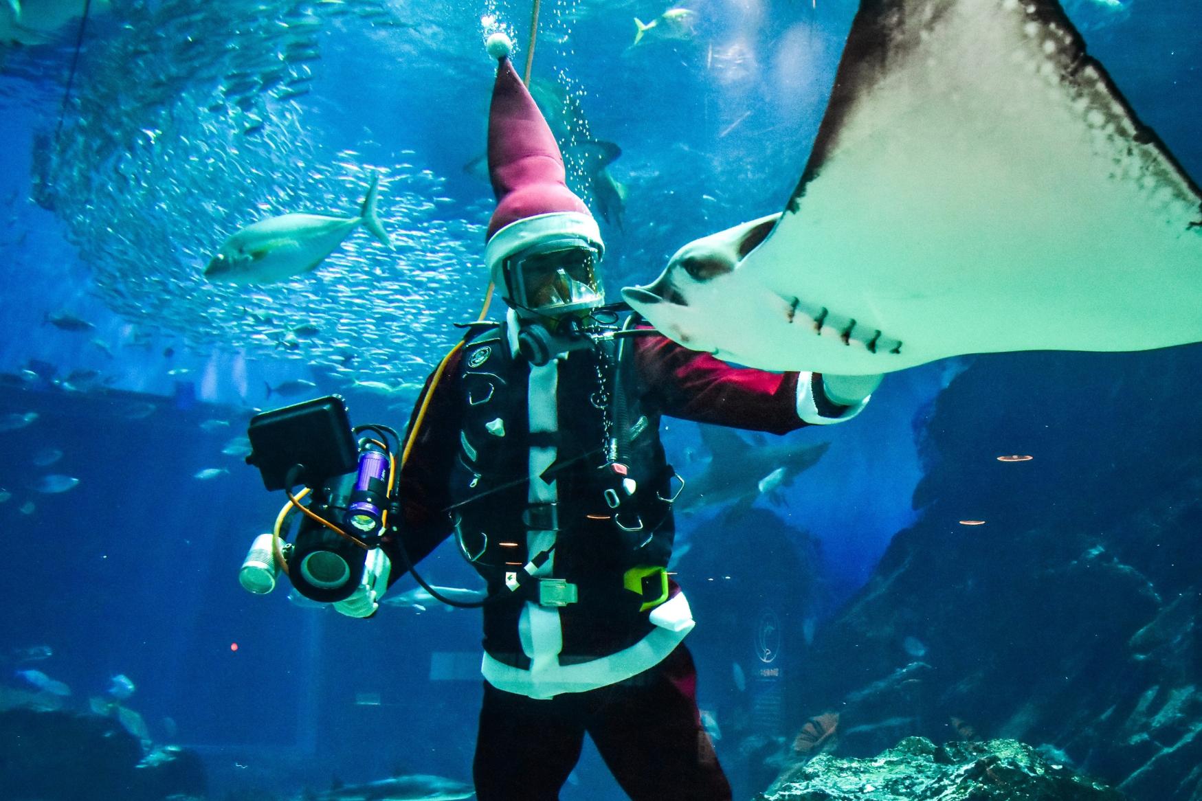 【マリンワールド海の中道】海のクリスマス-1