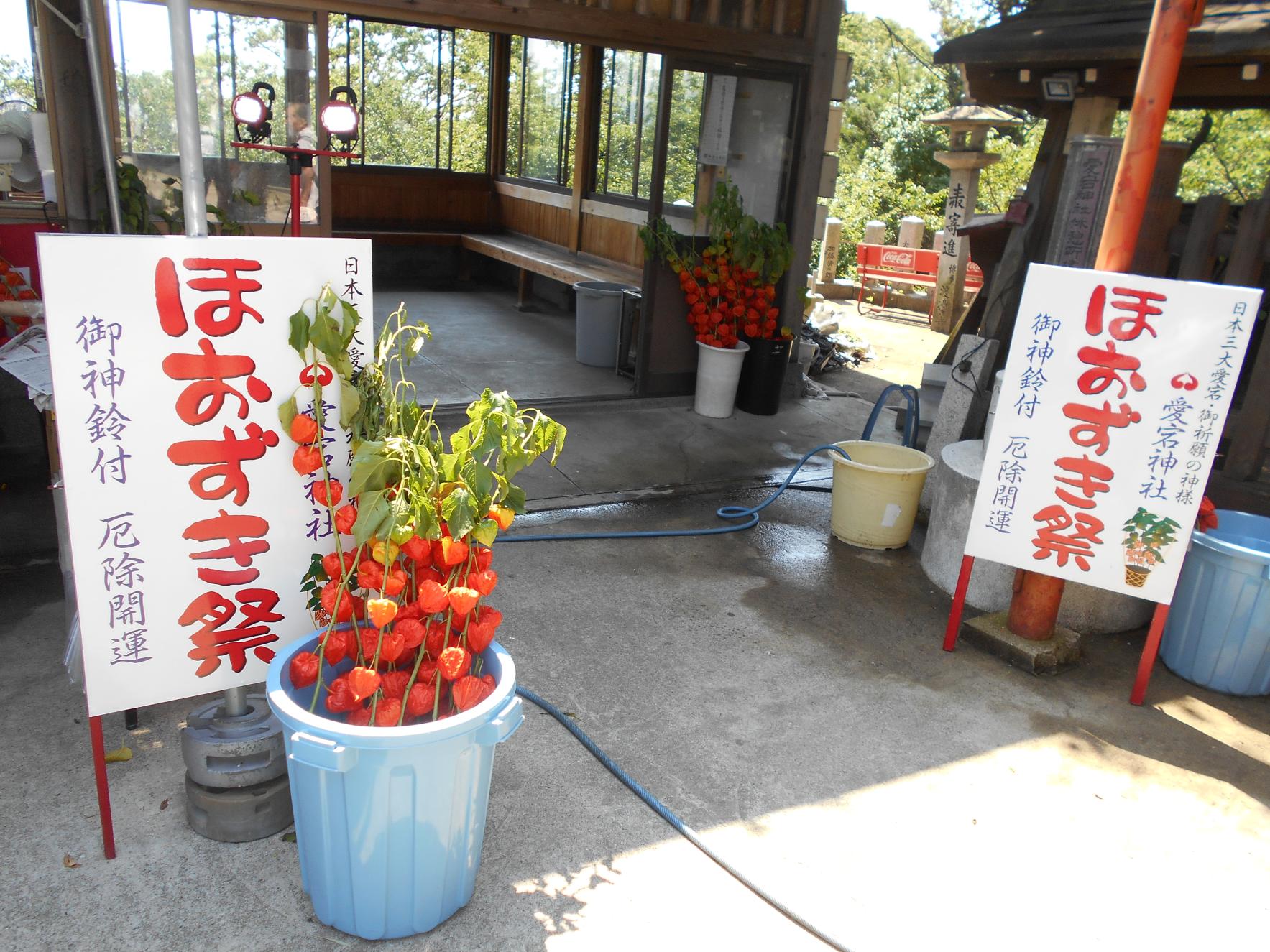 Atago-Jinja Shrine- Hozuki (Ground cherries) Summer Festival-1