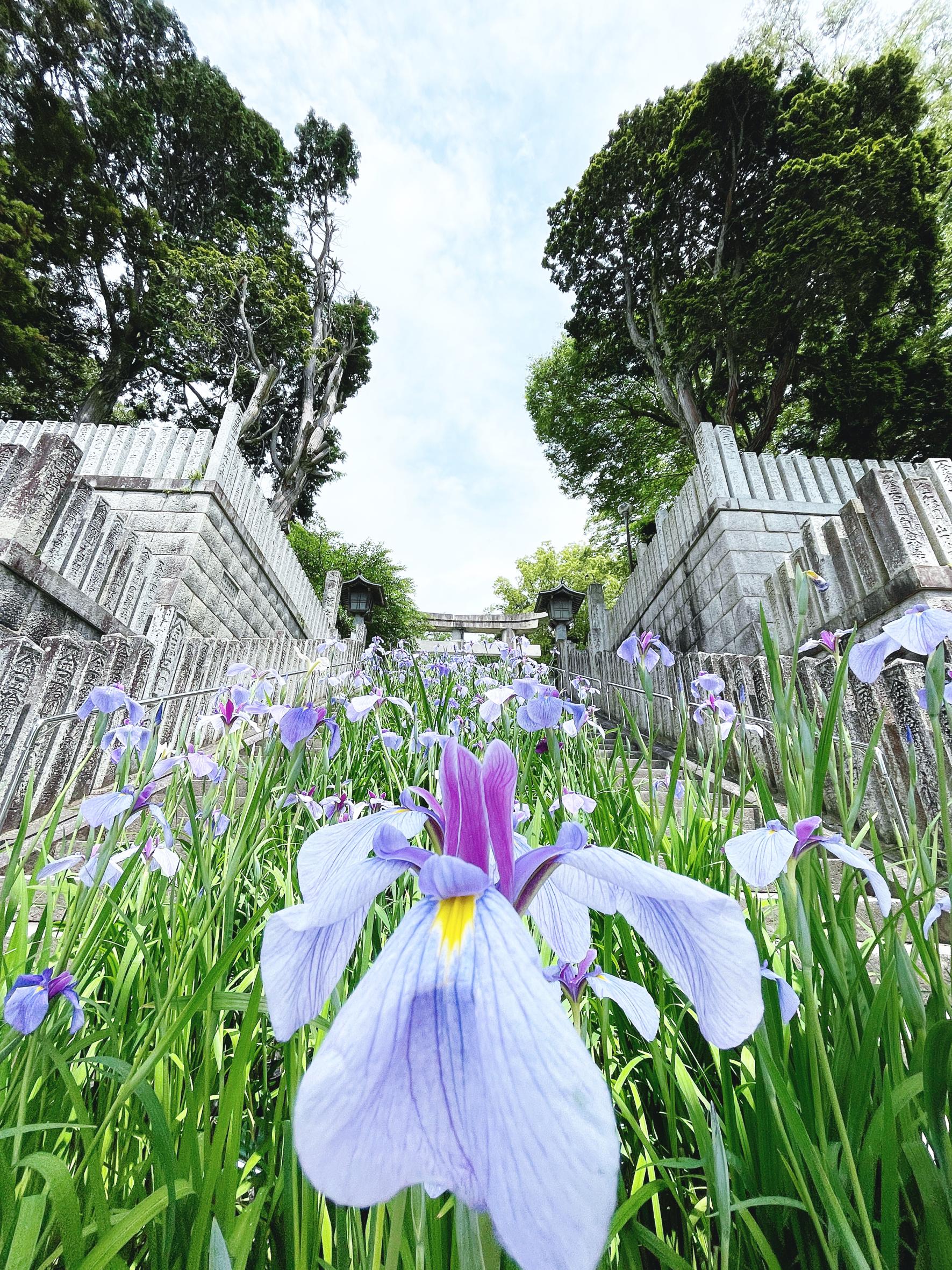 宮地嶽神社　菖蒲节-6