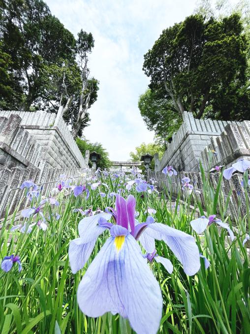 Miyajidake Jinja Shobu (Iris) Flower Festival-6