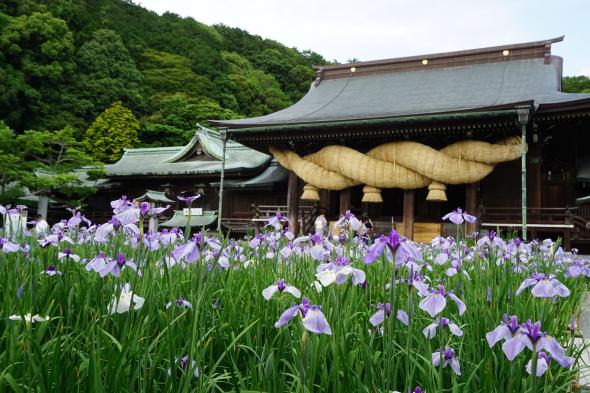 Miyajidake Jinja Shobu (Iris) Flower Festival-1