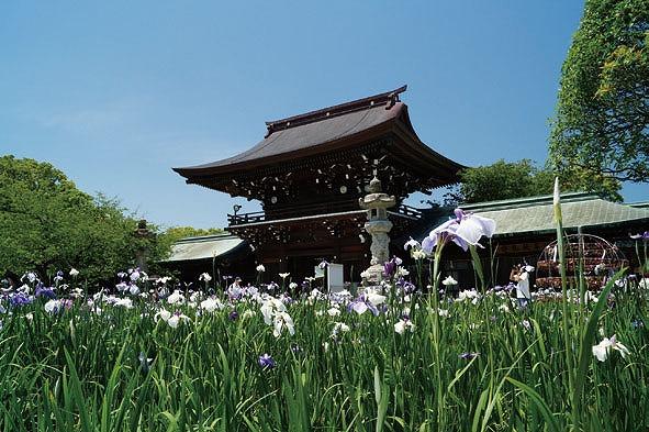 宮地嶽神社　菖蒲节-3