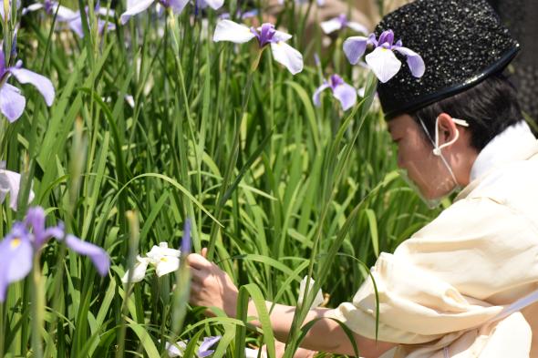 Miyajidake Jinja Shobu (Iris) Flower Festival-8