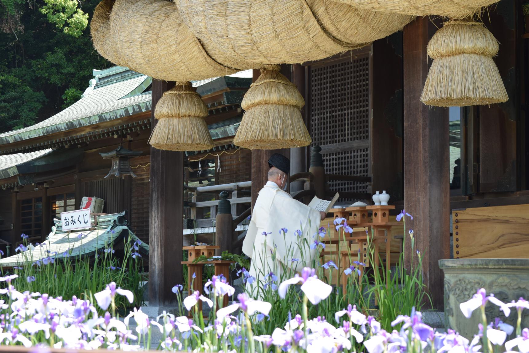 宮地嶽神社　菖蒲节-7