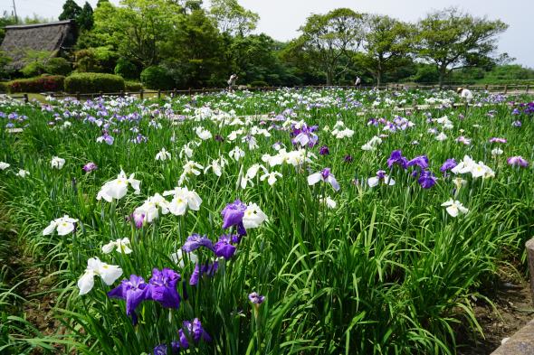 Miyajidake Jinja Shobu (Iris) Flower Festival-2