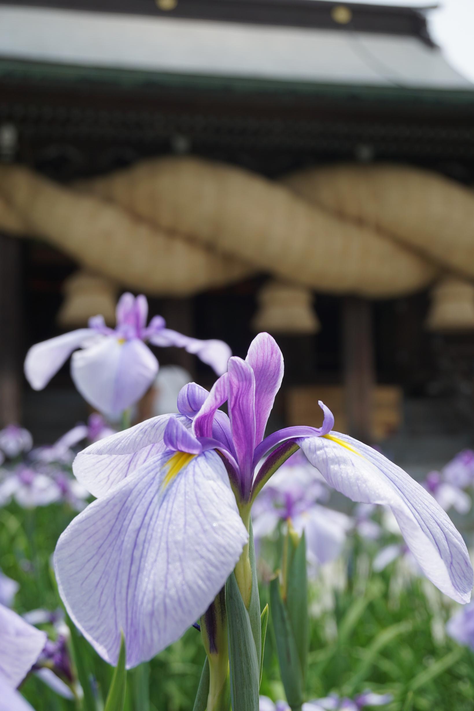 Miyajidake Jinja Shobu (Iris) Flower Festival-5