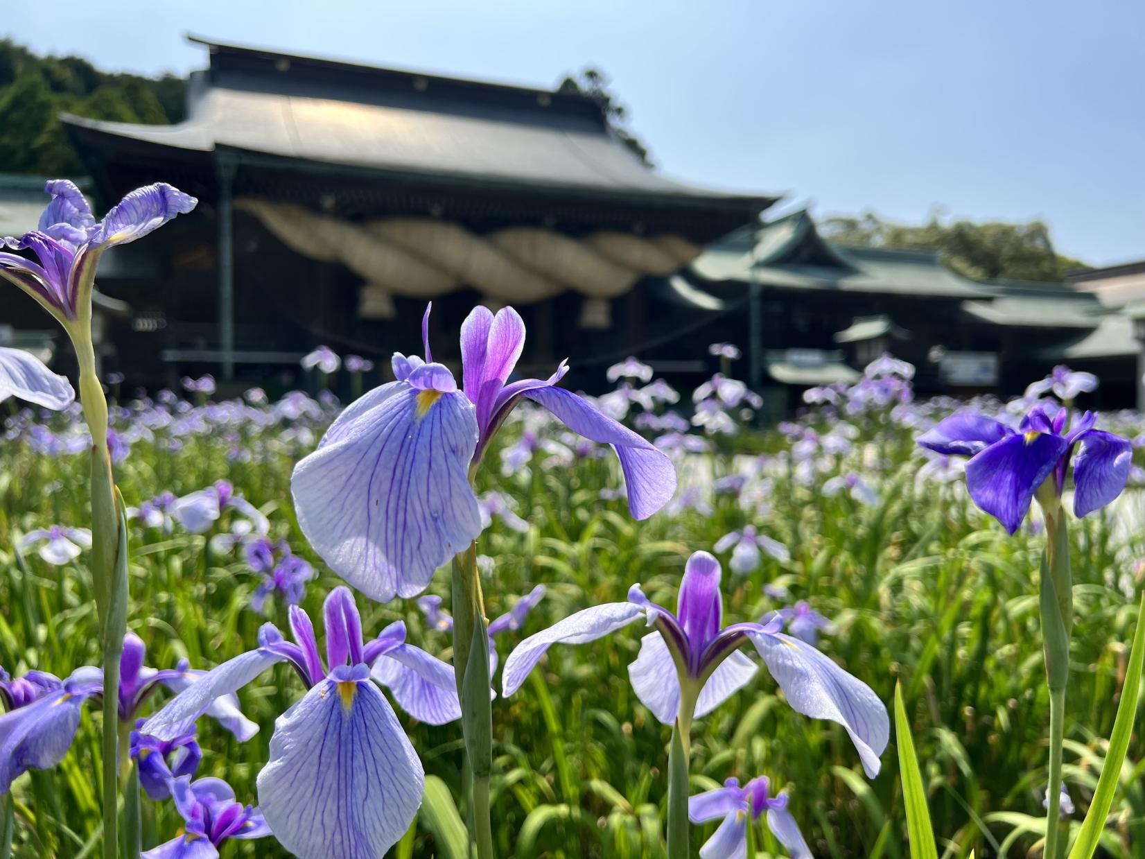 Miyajidake Jinja Shobu (Iris) Flower Festival