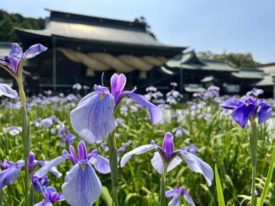 Miyajidake Jinja Shobu (Iris) Flower Festival-0