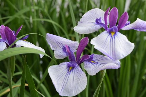 Miyajidake Jinja Shobu (Iris) Flower Festival-8