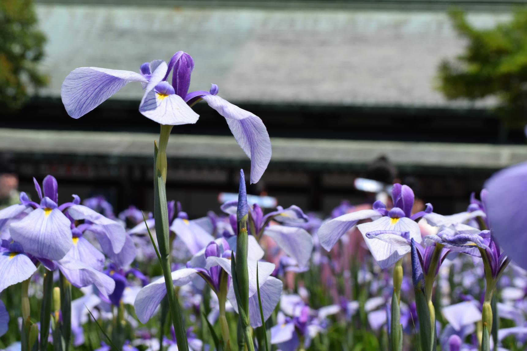 Miyajidake Jinja Shobu (Iris) Flower Festival-4