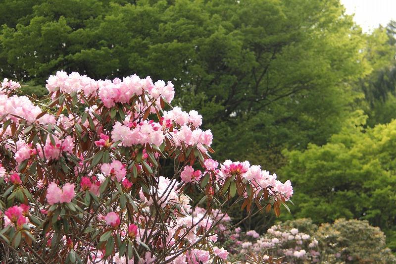 シャクナゲの森