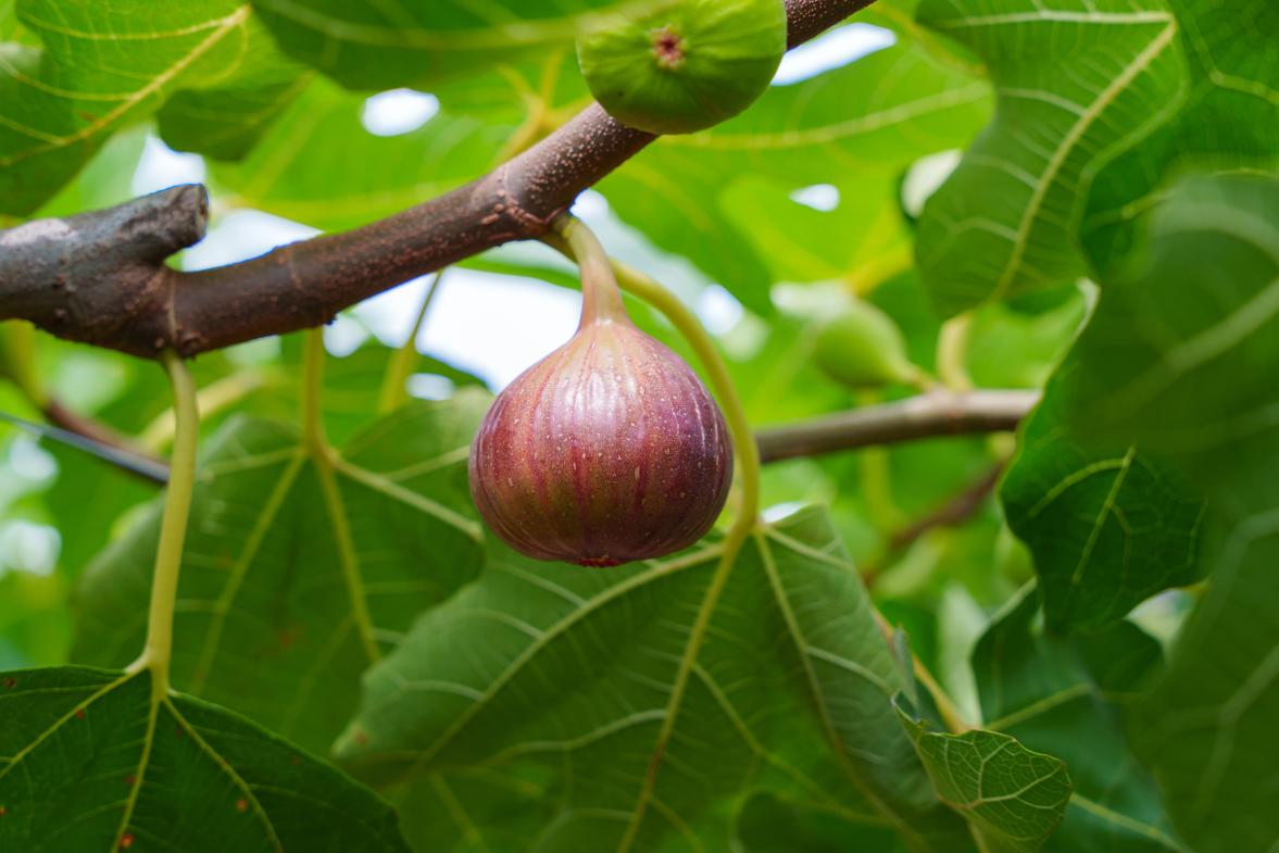 いちじく狩り（エコファーム･よこみぞ園）-6