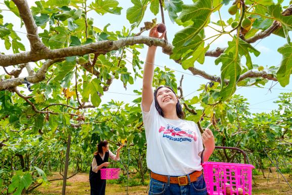 いちじく狩り（エコファーム･よこみぞ園）-2