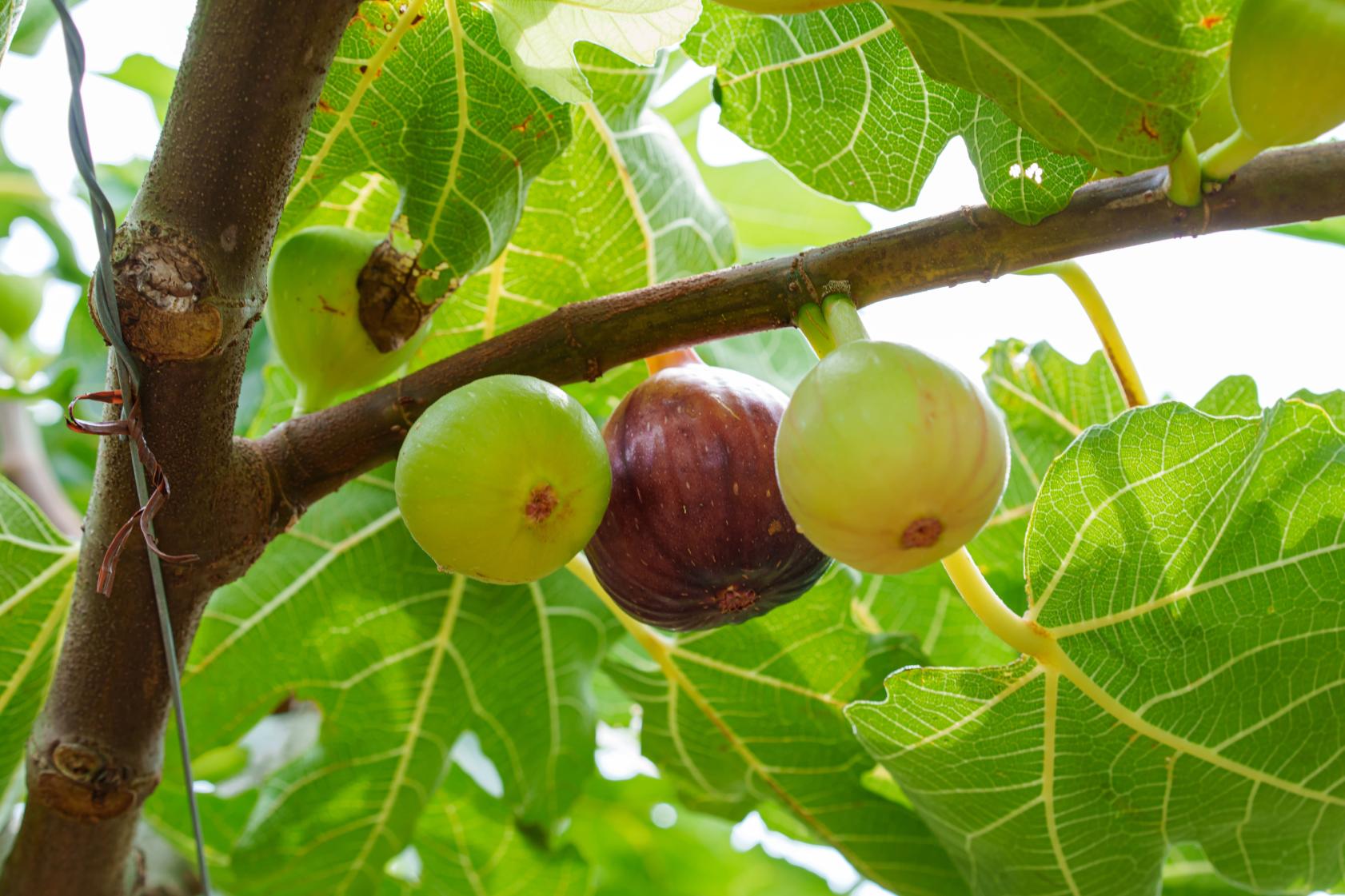 いちじく狩り（エコファーム･よこみぞ園）-7