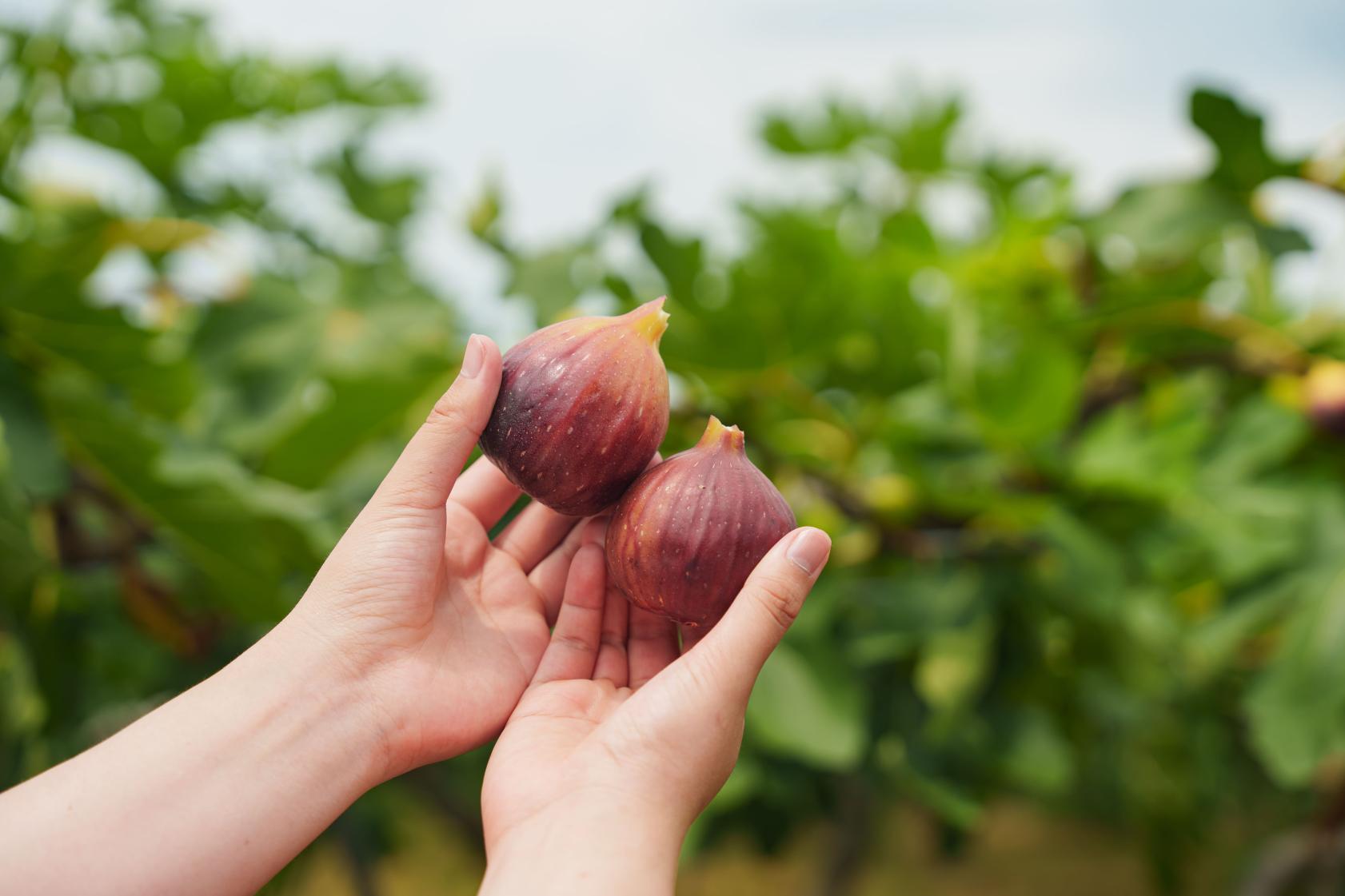 いちじく狩り（エコファーム･よこみぞ園）-5