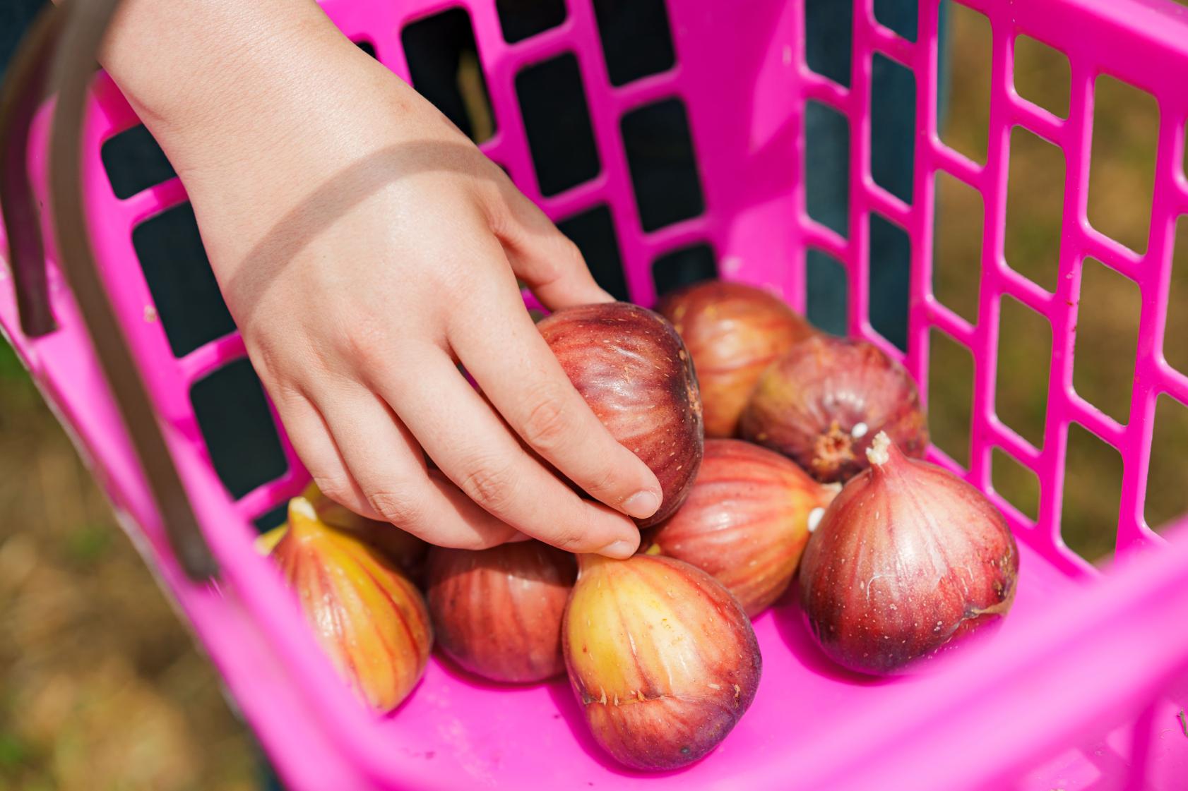 いちじく狩り（エコファーム･よこみぞ園）-3