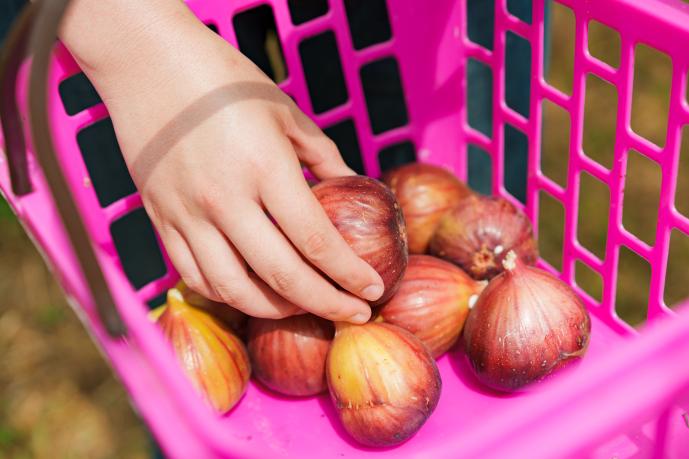 いちじく狩り（エコファーム･よこみぞ園）-3