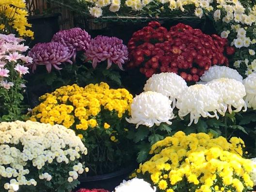 西日本菊花大会-3