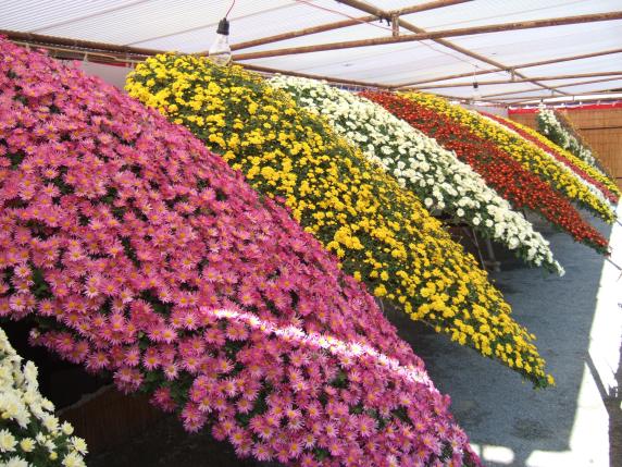 西日本菊花大会-2
