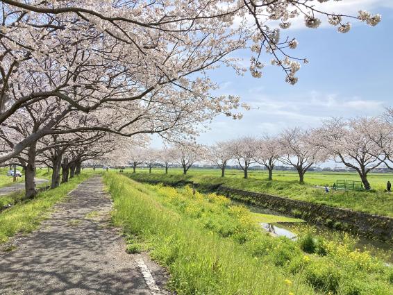 Row of cherry trees along the Kusaba River-3