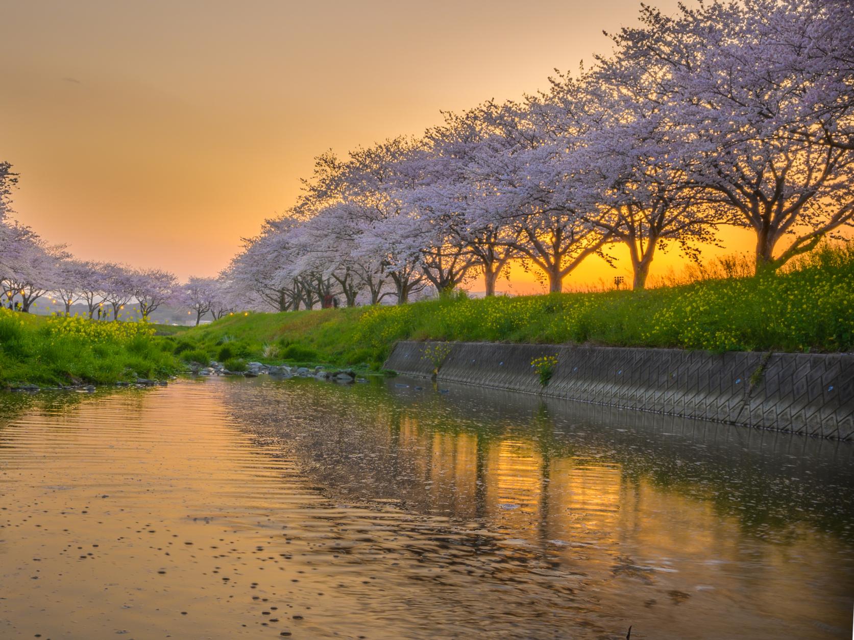 Row of cherry trees along the Kusaba River-5