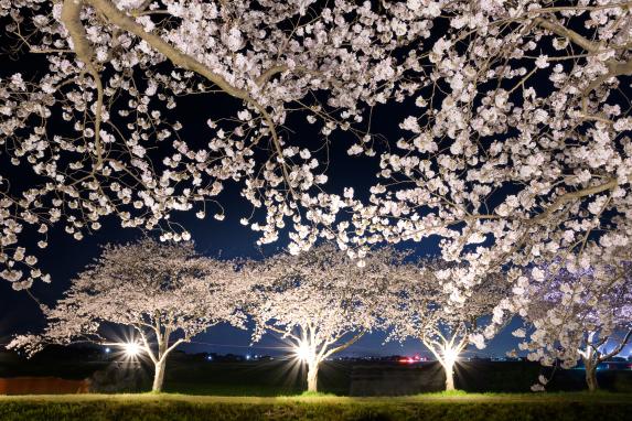 Row of cherry trees along the Kusaba River-9