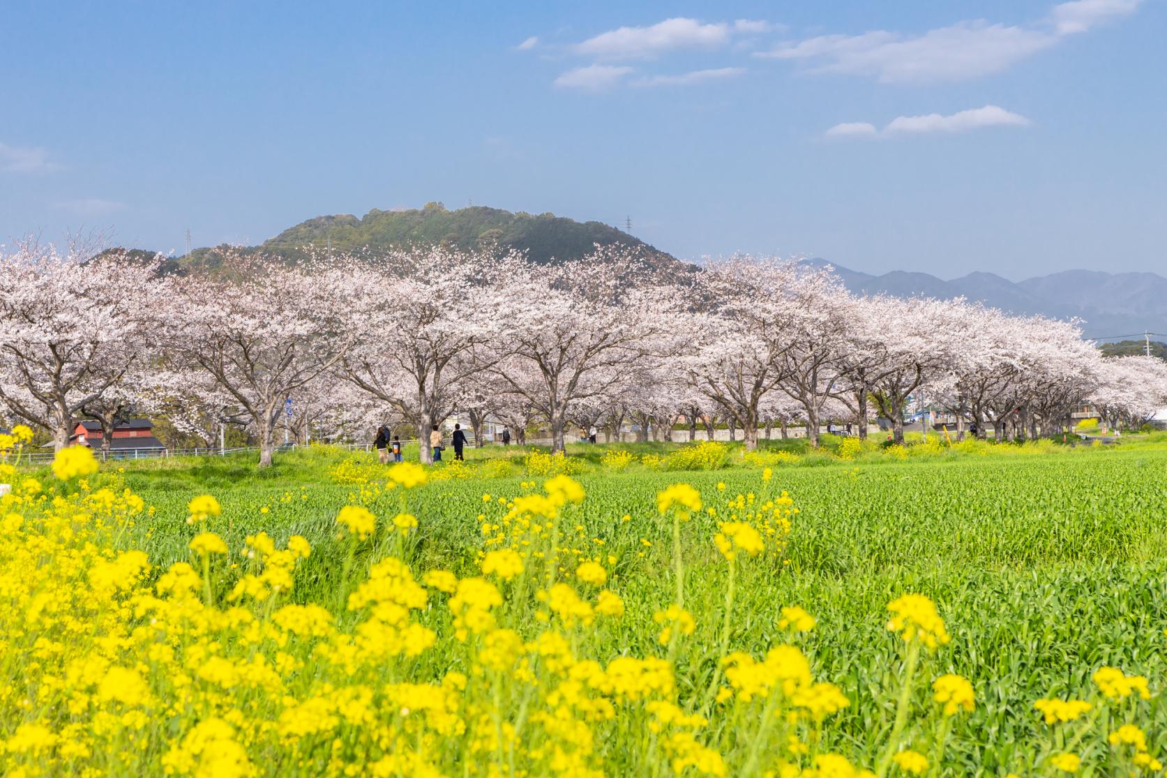 Row of cherry trees along the Kusaba River-1