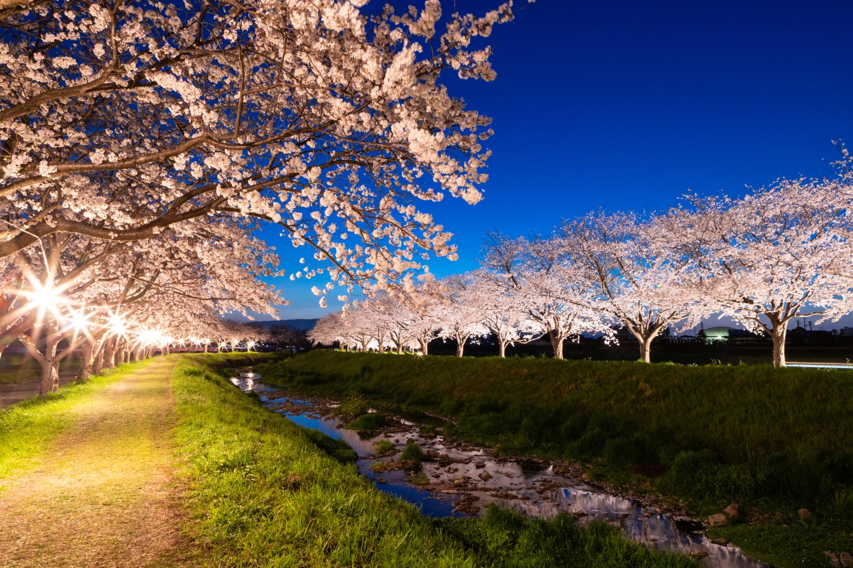 草場川の桜並木-8