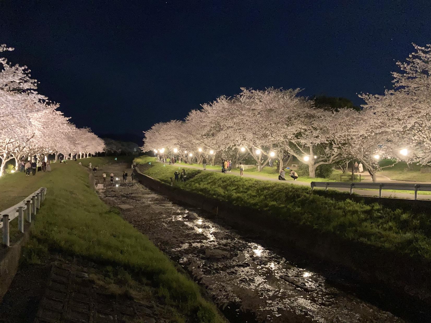 草场川樱花林荫树-6