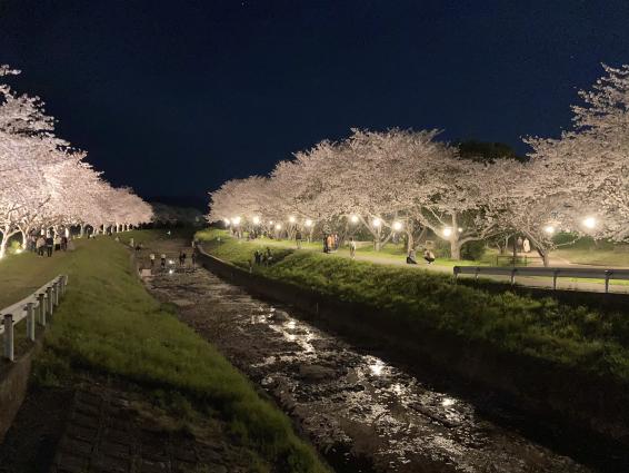 Row of cherry trees along the Kusaba River-6