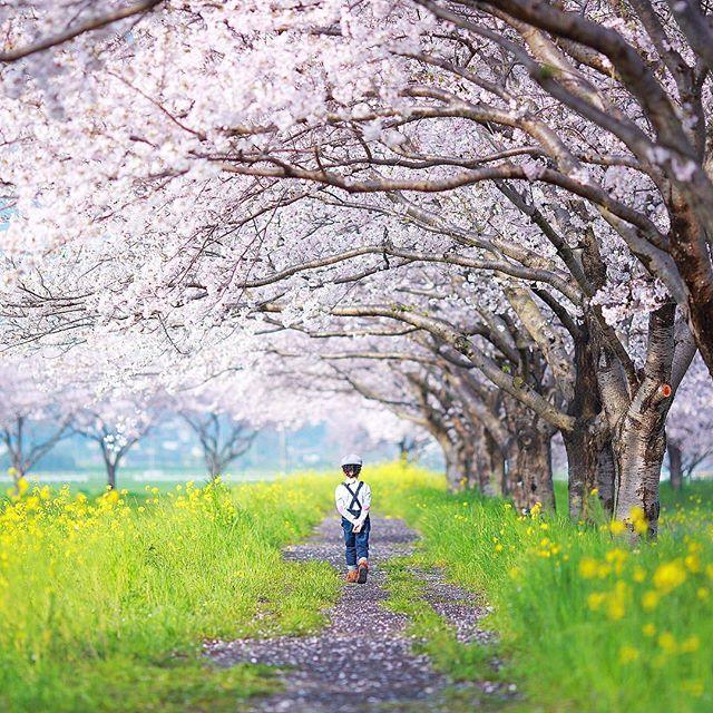 Row of cherry trees along the Kusaba River-1