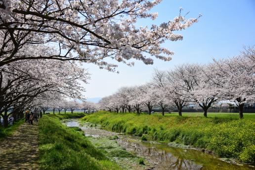 Row of cherry trees along the Kusaba River-1