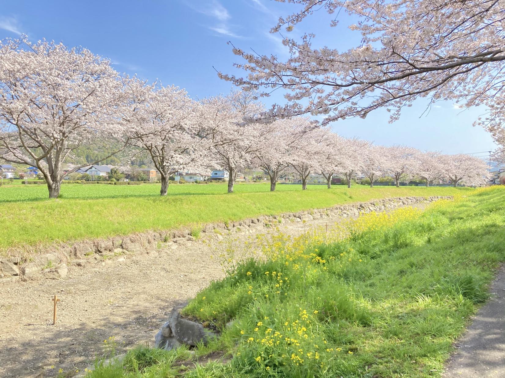 구사마가와의 벚꽃길-2