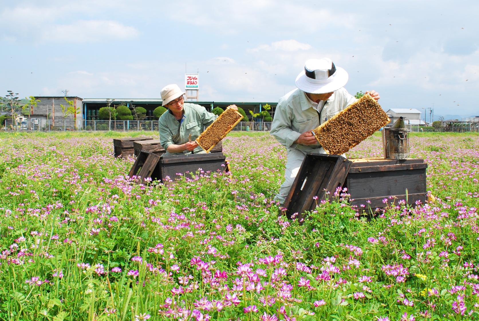 藤井养蜂场 藤井的蜂蜜直销店