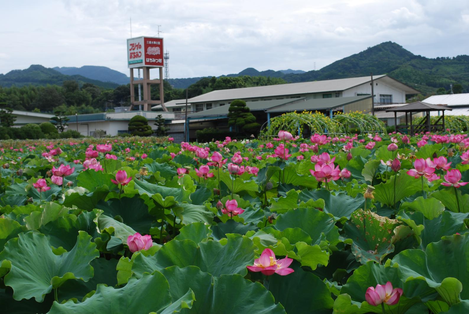 藤井蜜蜂場 藤井蜂蜜直銷店-5