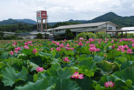 Fujii Bee Farm - Fujii Honey direct sales store-5