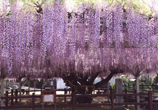 【大中臣神社】将軍藤-0