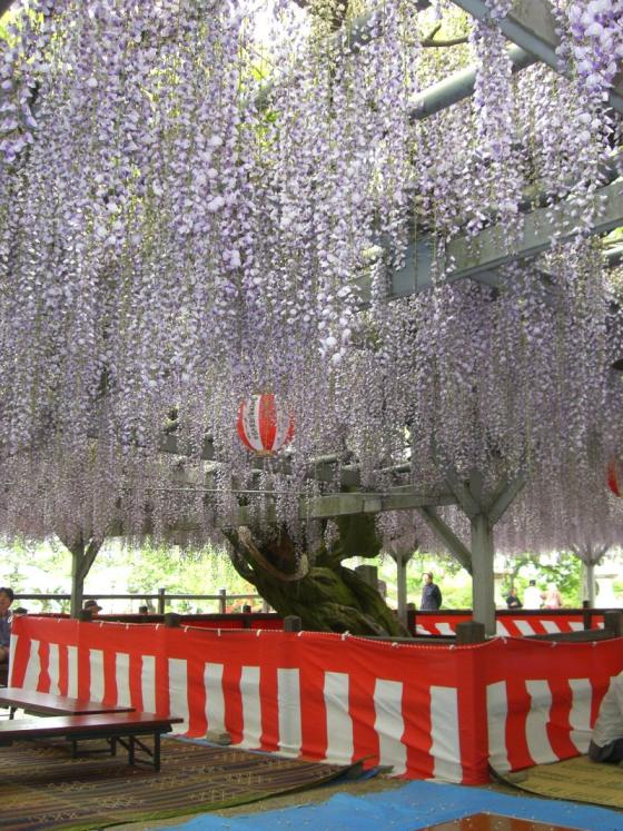 【大中臣神社】将軍藤まつり-1